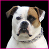 Rosie Baby - Our American Bulldog is 2 yrs old!