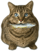 Kitty Fish