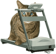 Kitty working out on treadmill
